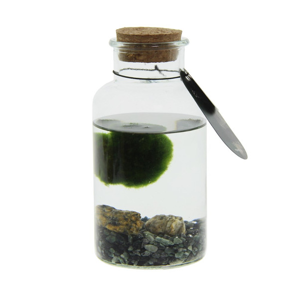 Marimo moss balls - bottle medium in giftbox