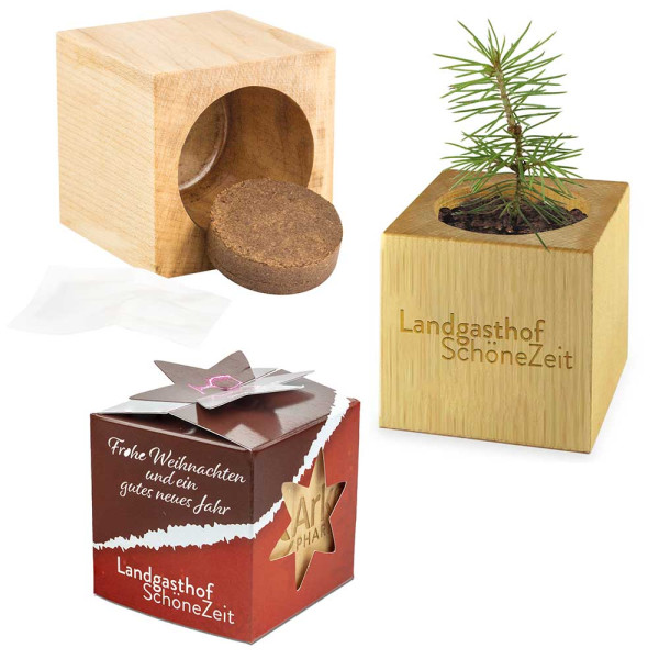 Houten plantenset star-box Xmas