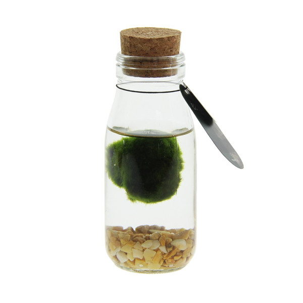 Marimo moss balls - bottle small in giftbox