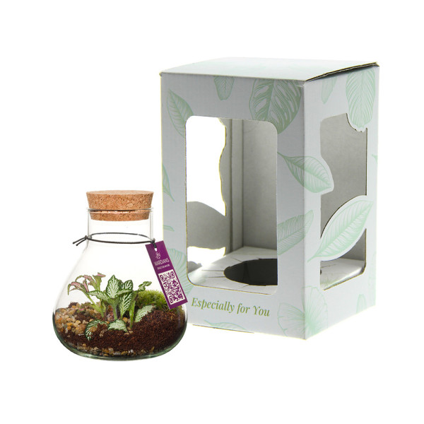 Wardians® Ecosystem - Erlenmeyer small