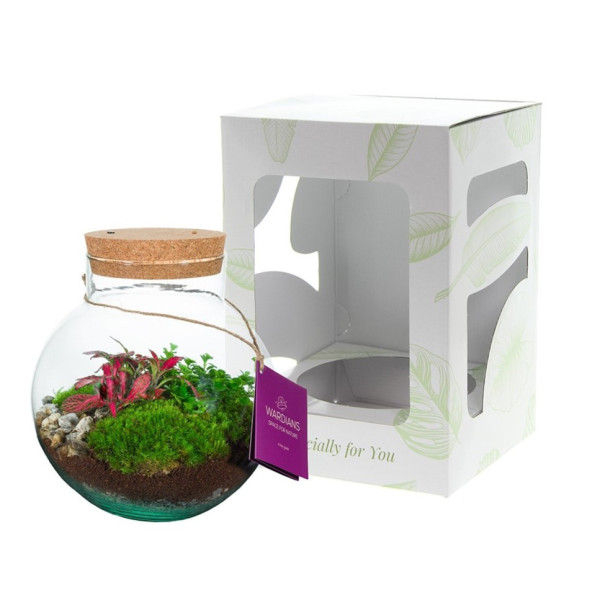 Wardians® Ecosystem - Bowl medium + LED