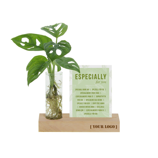 Hydroponic plants - Cardholder & tube