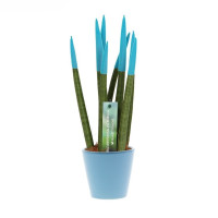 Aqua Blue